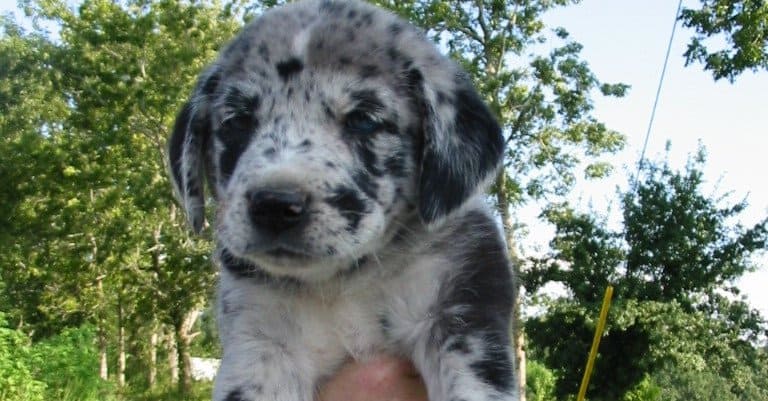 Cucciolo di Labraheeler