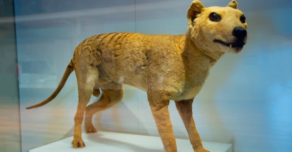 Tigre della Tasmania, animale impagliato in un museo.