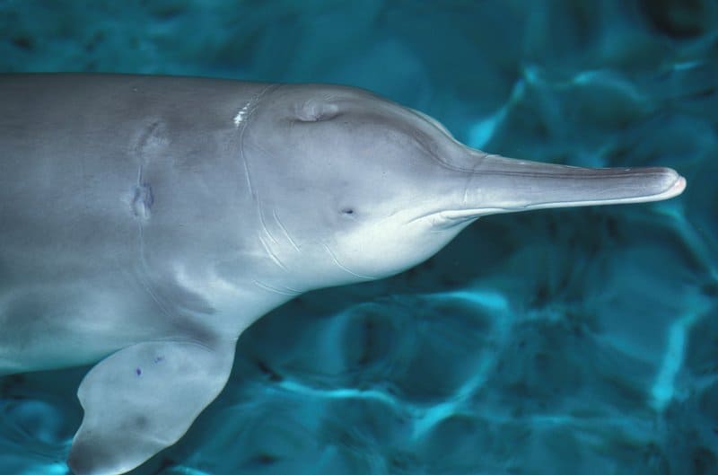 Delfino di fiume cinese