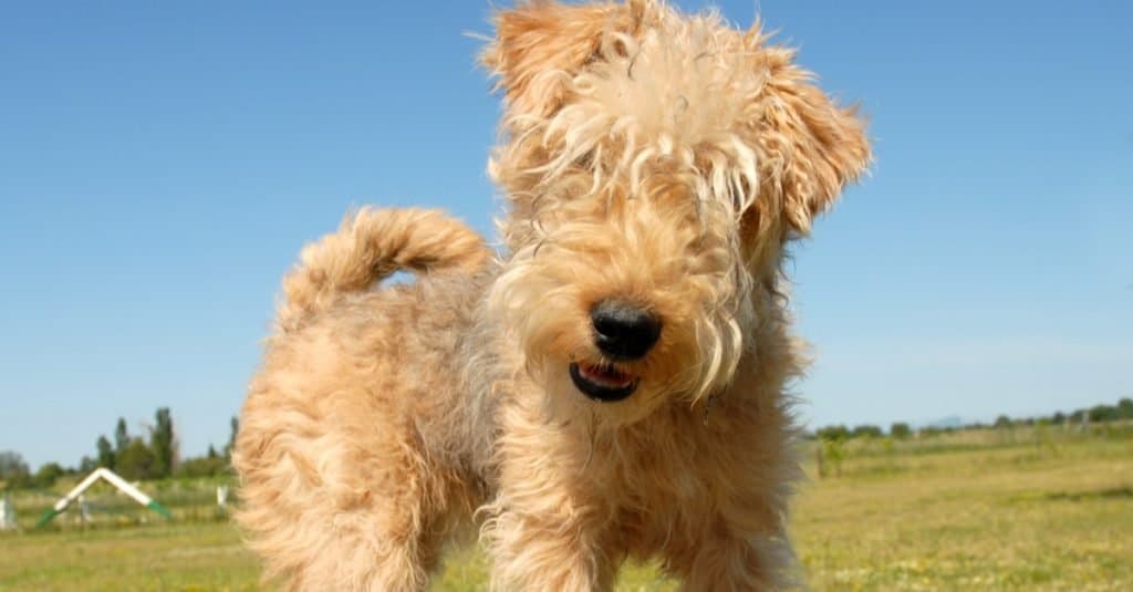 Cucciolo di Lakeland Terrier