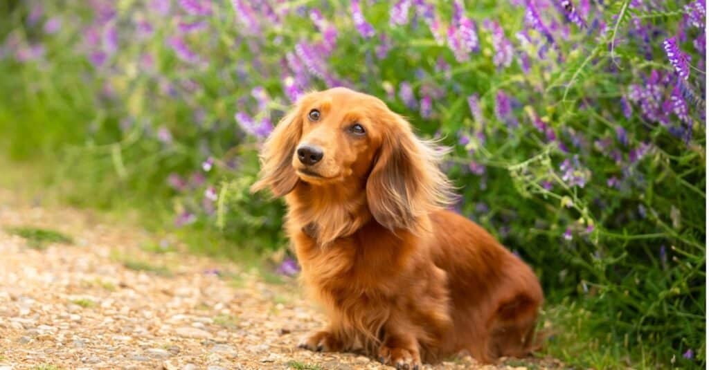 Bassotto seduto davanti a fiori viola