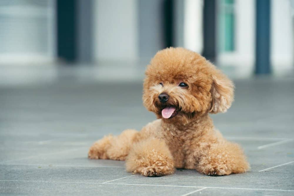 Barboncino (Canis familiaris) - Toy Poodle posa a terra