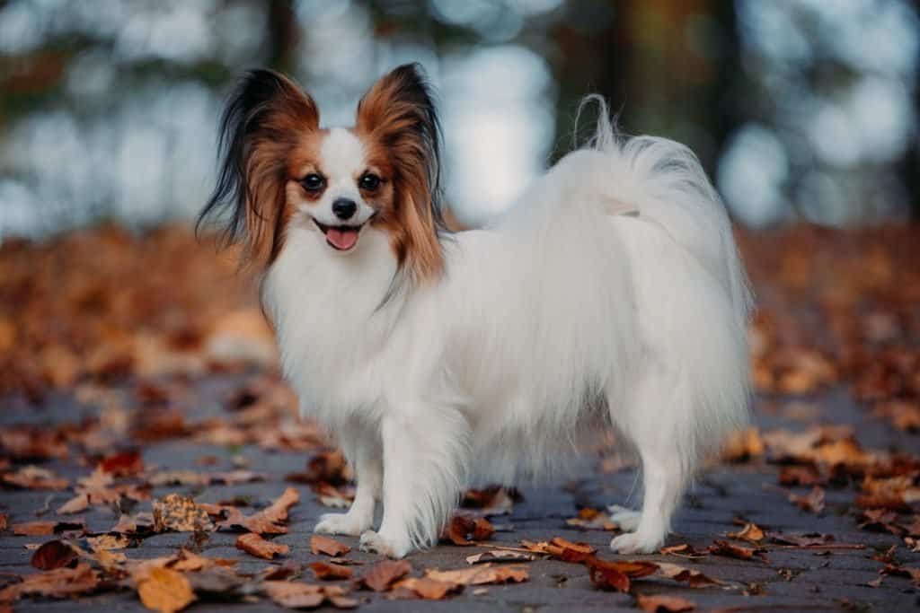 le razze di cani più intelligenti - Papillon
