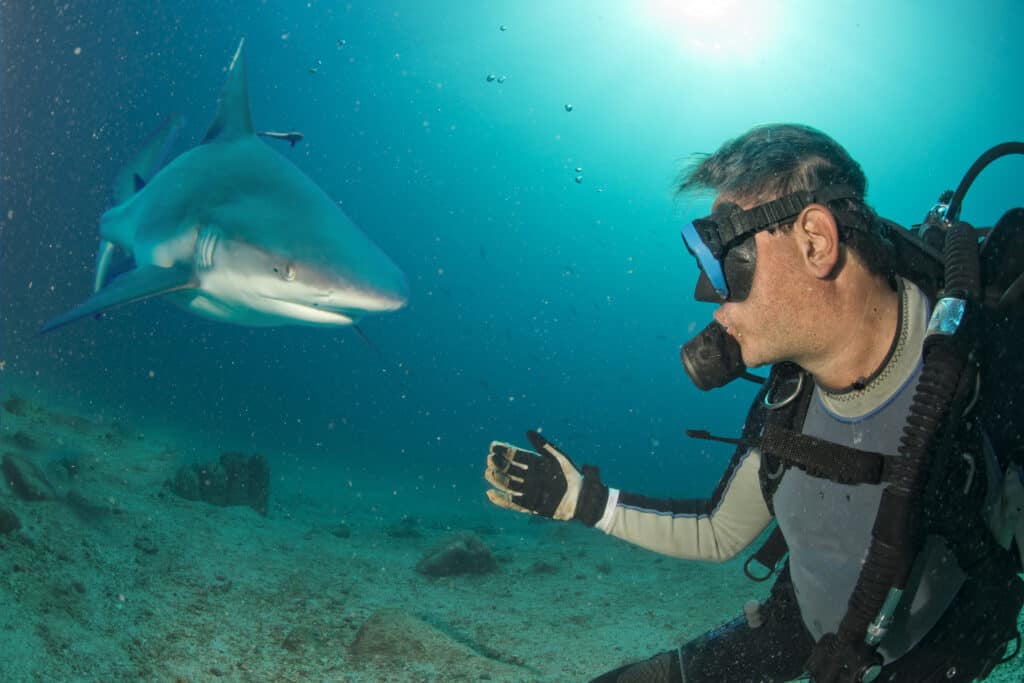 Uno squalo della barriera corallina dà una testata a un subacqueo