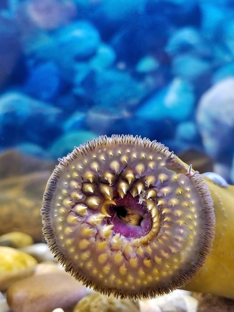 Chiuda in su della bocca succhiante aperta della lampreda di mare con i denti