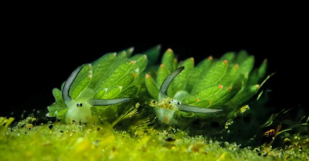 Bellissimi animali verdi - lumaca di mare foglia di pecora