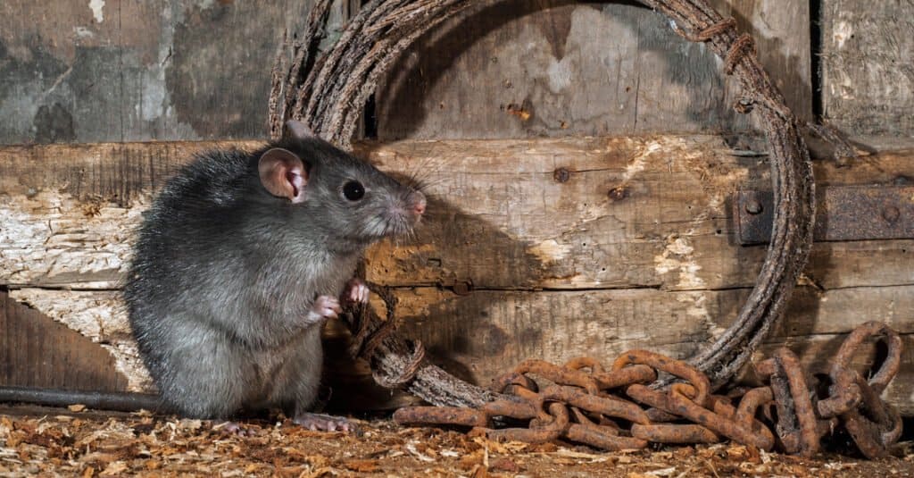 ratto seduto accanto a corda e catena