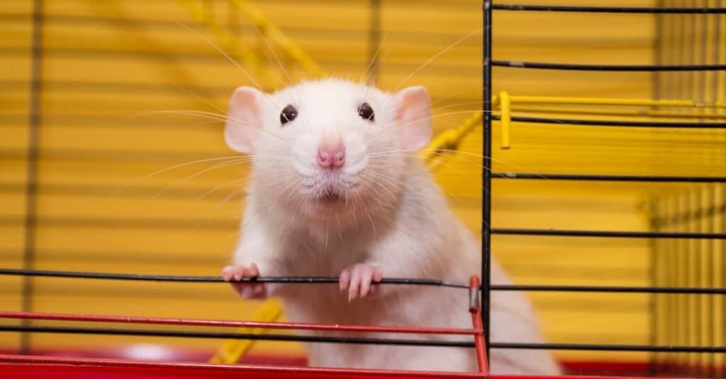 ratto contro criceto