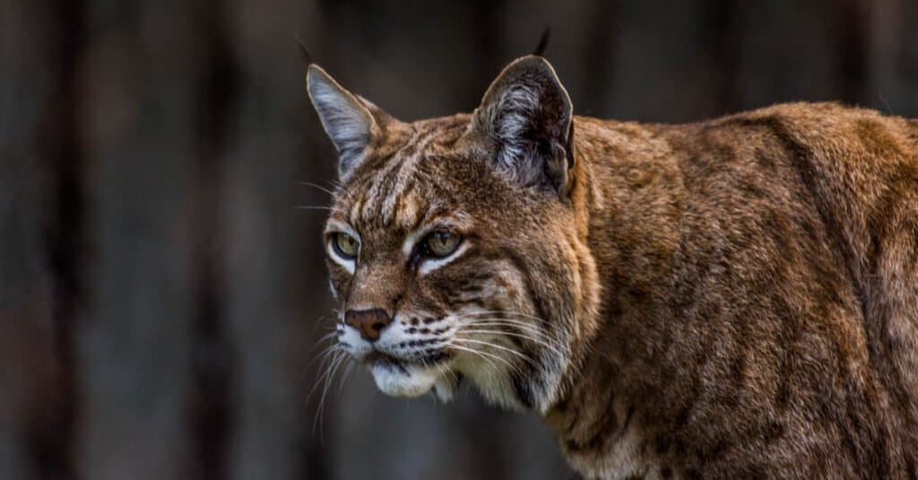 Le linci rosse sono pericolose - Bobcat