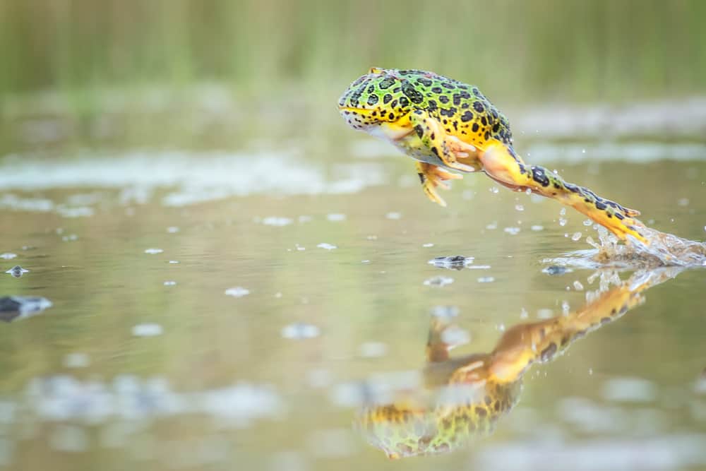 Salto,Pacman,Rana,Con,Riflessione.,Immagine,Ha,Grano,O,Soggetto