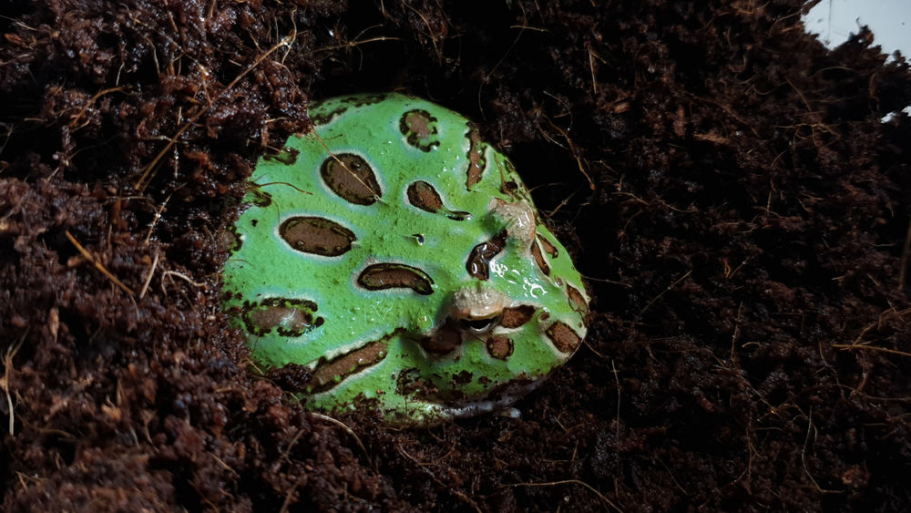 Un,anfibio,nome,Pacman,rana.,(ceratophrys,Cranwelli).,selvaggio,tipo,o