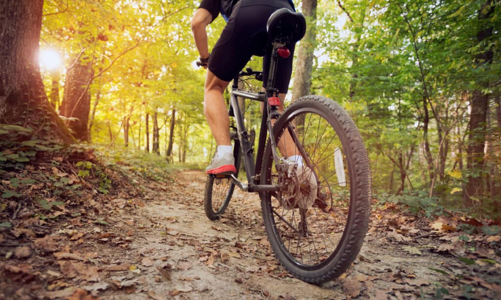 mountain bike in giornata di sole nella foresta