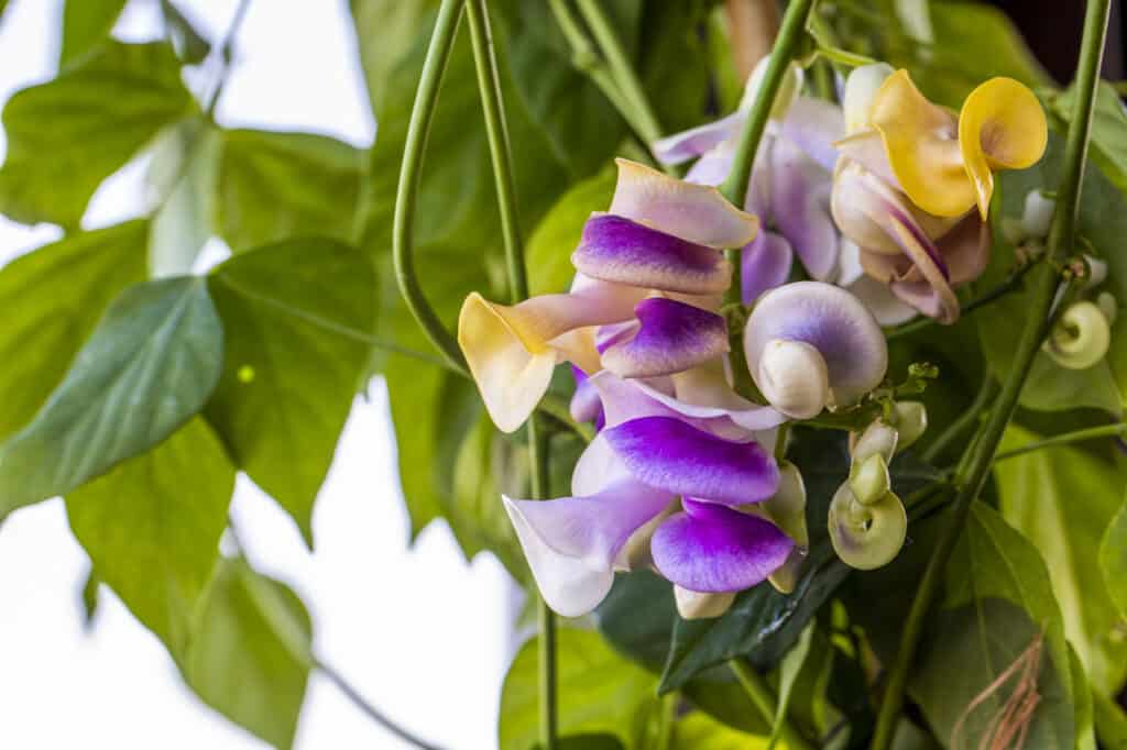 Vite di lumaca, bellezza, bizzarro, fiore, botanica
