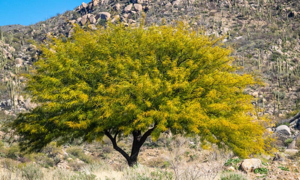Albero di Mesquite