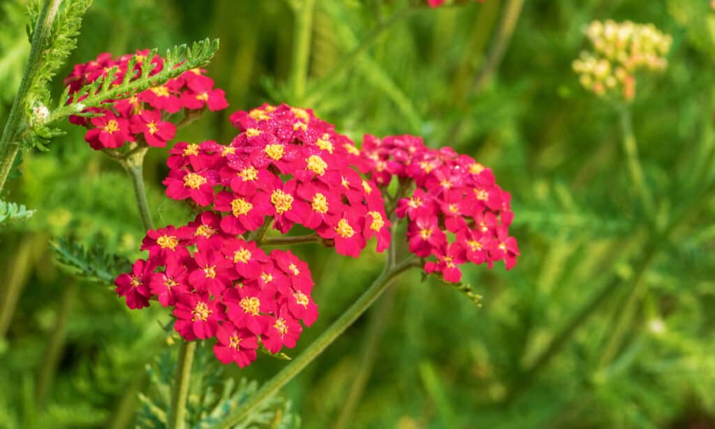 Achillea Paprica