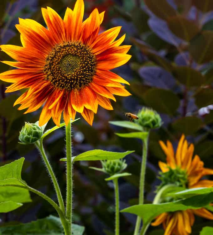 Girasole del Chianti