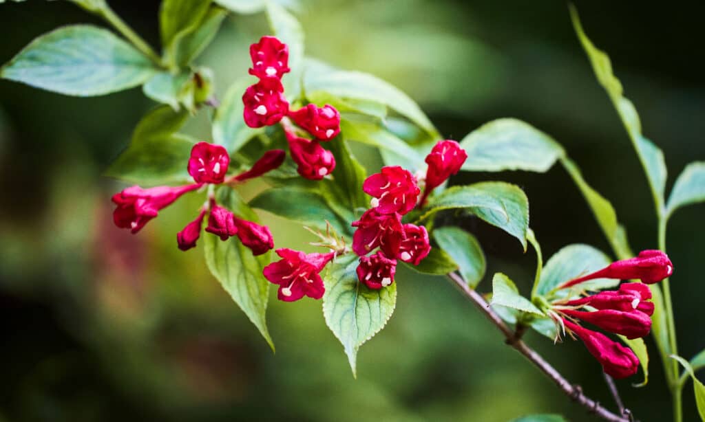 Il principe rosso Weigela