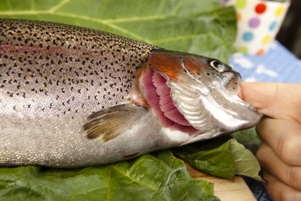 Pesce con le branchie aperte