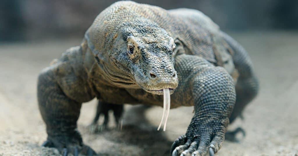 Monitor lucertola vs drago di Komodo