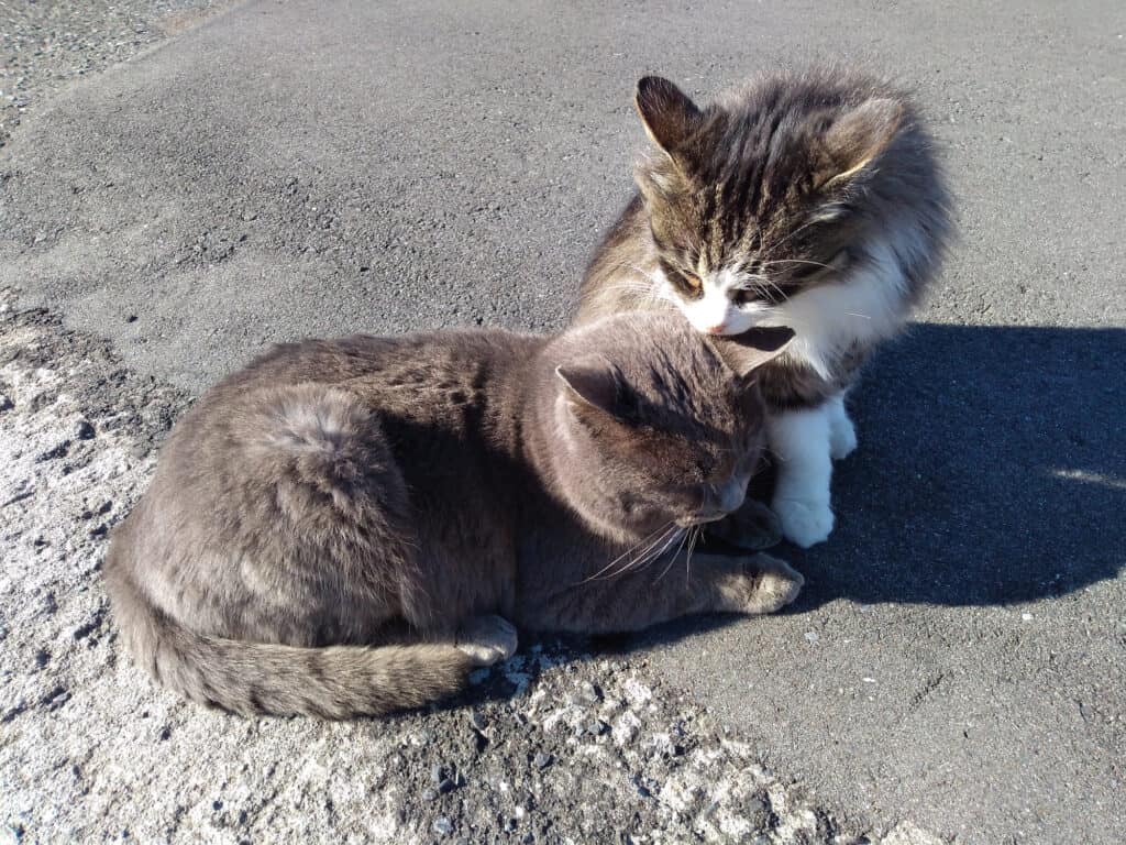 Gatti a Tashirojima in Giappone.