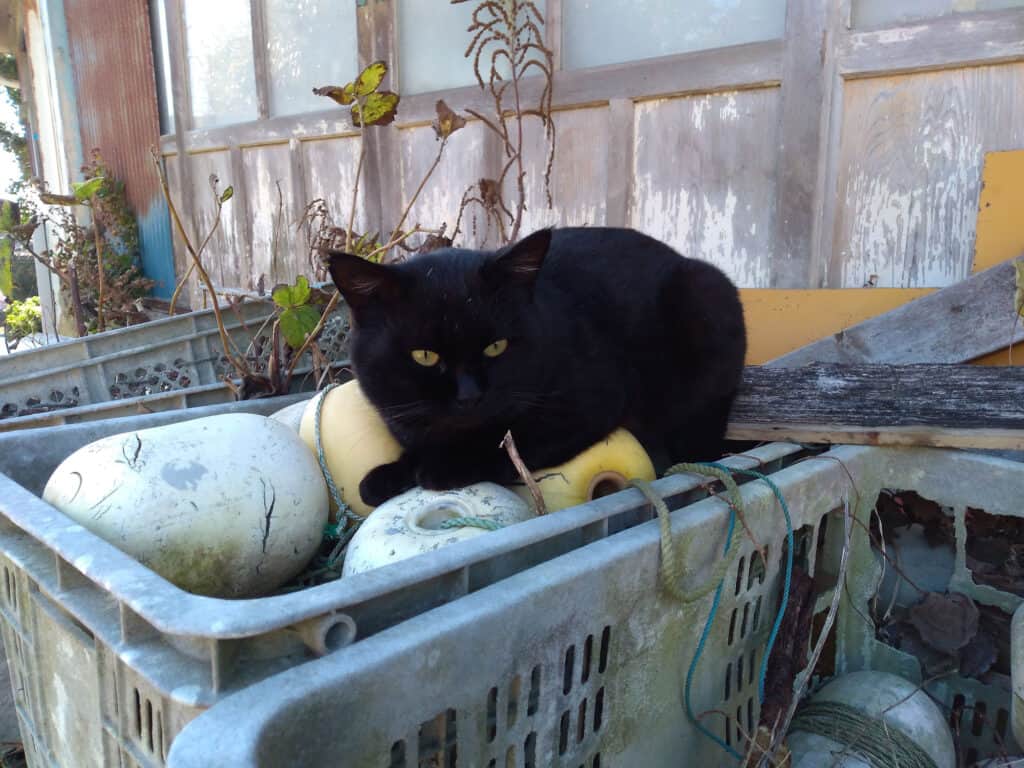 Un gatto a Tashirojima in Giappone