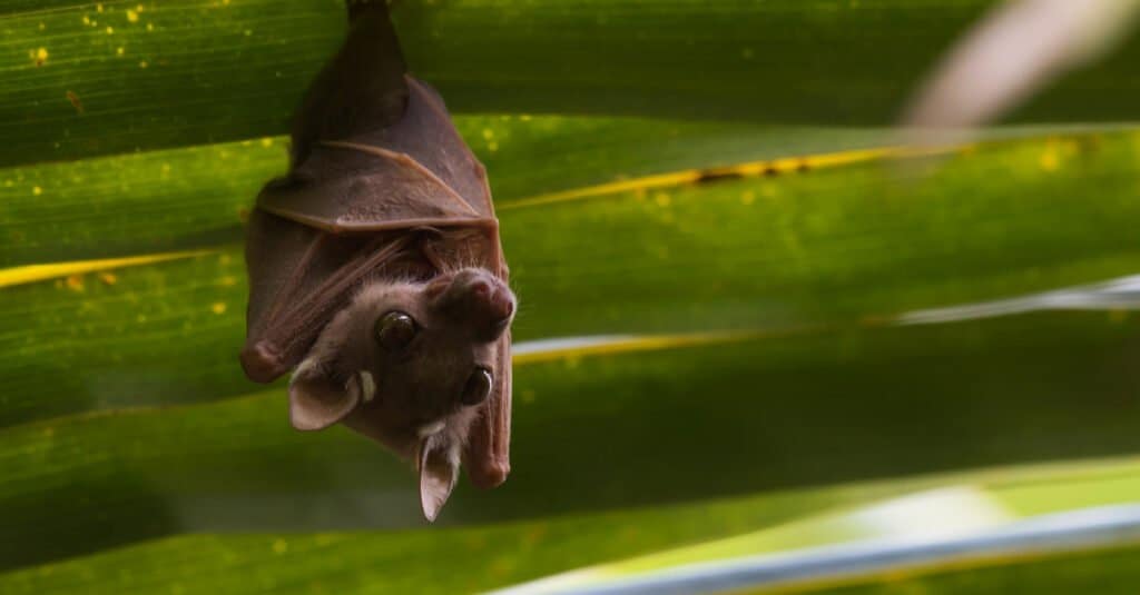 Pipistrello della frutta con spalline nano di Peters appeso a un albero da frutto