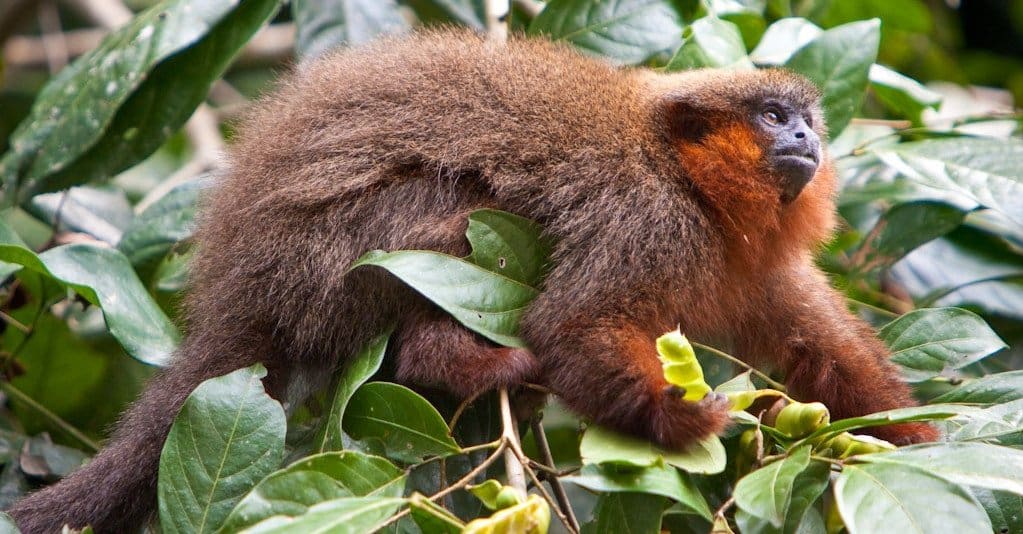 Scimmie più piccole: Dusky Titi