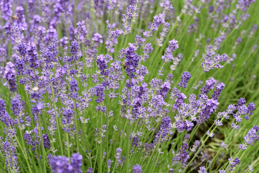 pianta di lavanda in giardino