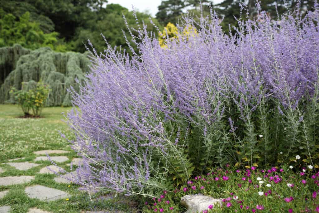 Pianta di salvia russa (Perovskia atriplicifolia) in giardino.
