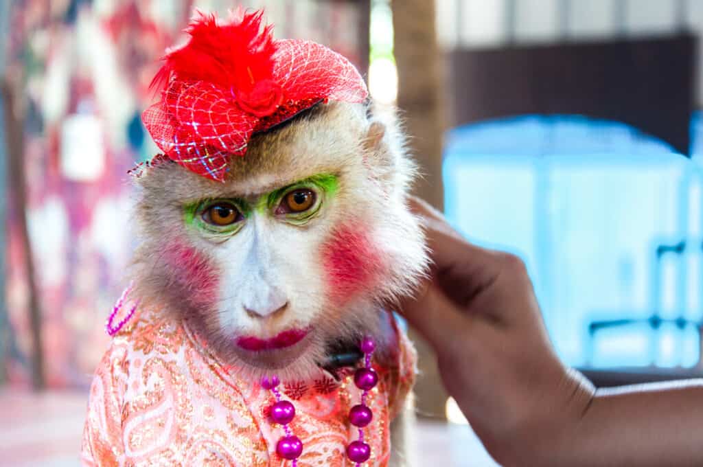 Scimmia da circo