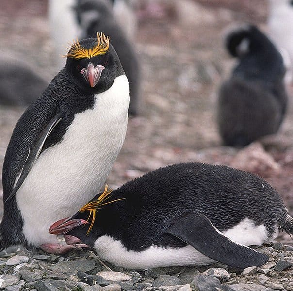 Due pinguini maccheroni sulle rocce