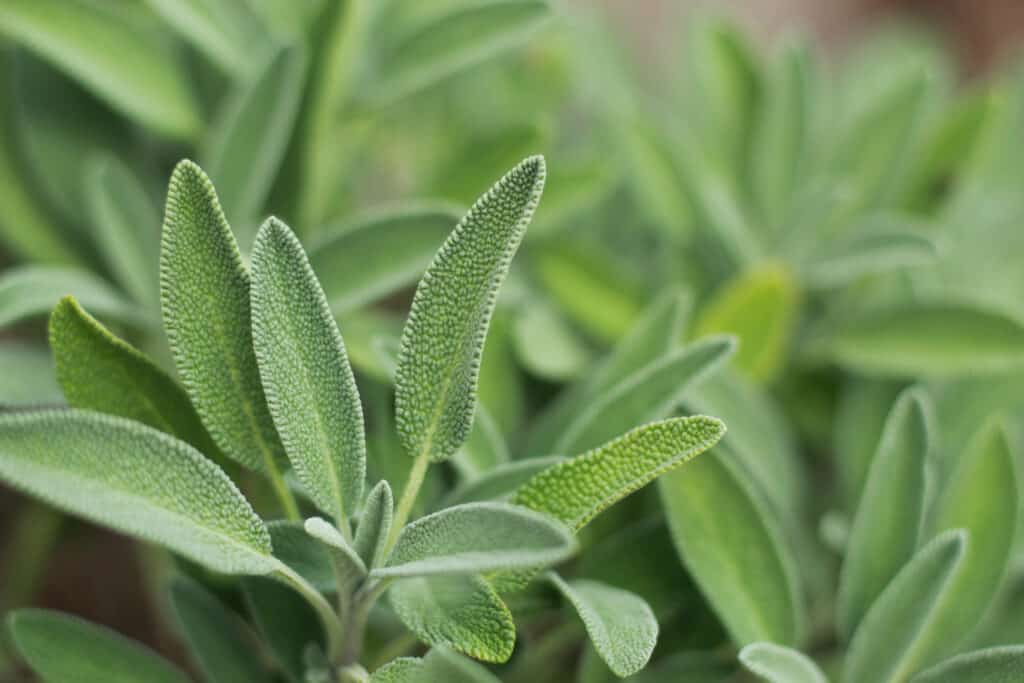 Salvia una perenne o annuale