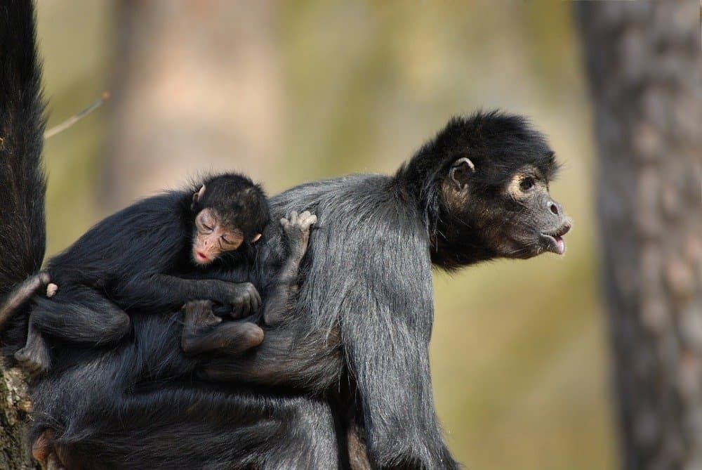Madre e bambino della scimmia ragno