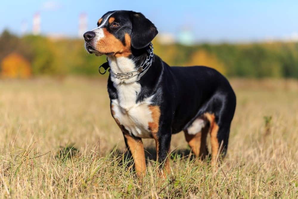 Bovaro di Entlebucher in piedi nel campo