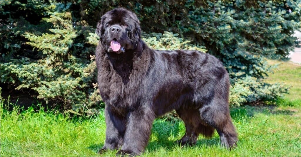 Tipi di cani di grossa taglia