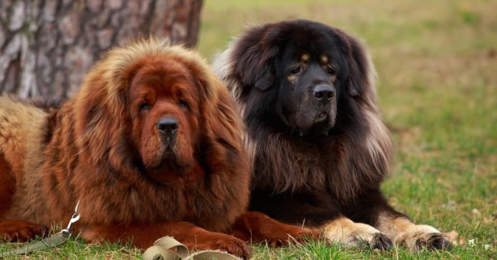 Due mastini tibetani sull'erba