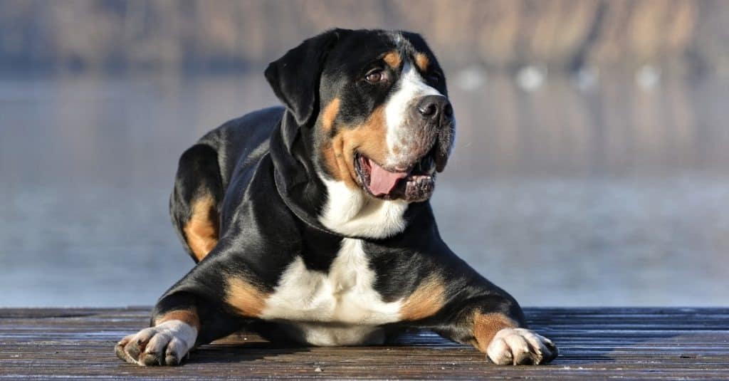 Greater Swiss Mountain Dog sdraiato