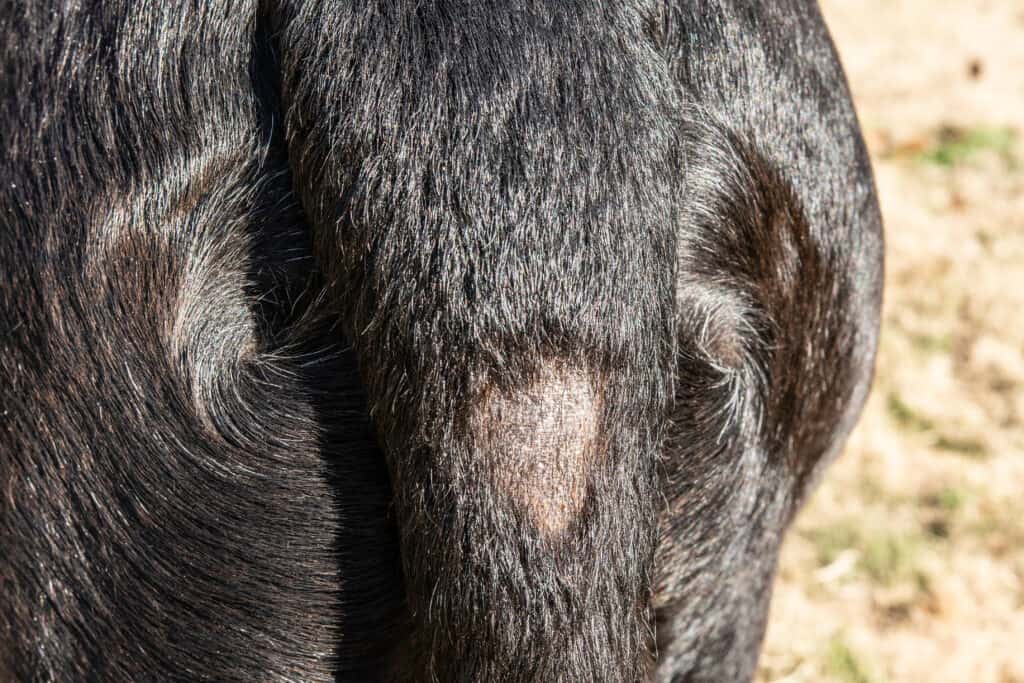 cane che perde chiazze calve