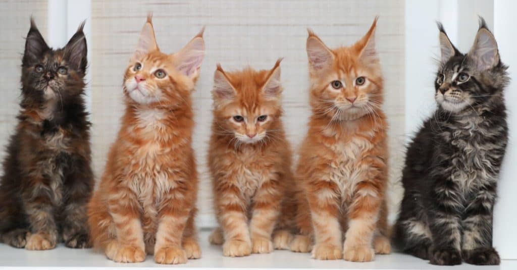 Tre gattini Maine Coon rossi e due scuri seduti sul davanzale della finestra