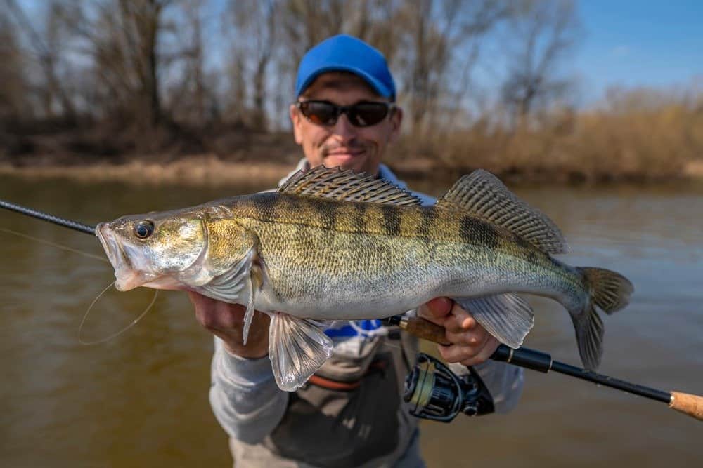 Felice pescatore con pesce walleye