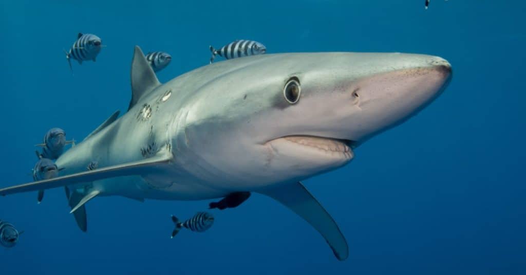 Uno squalo blu che nuota con un pesce pilota.