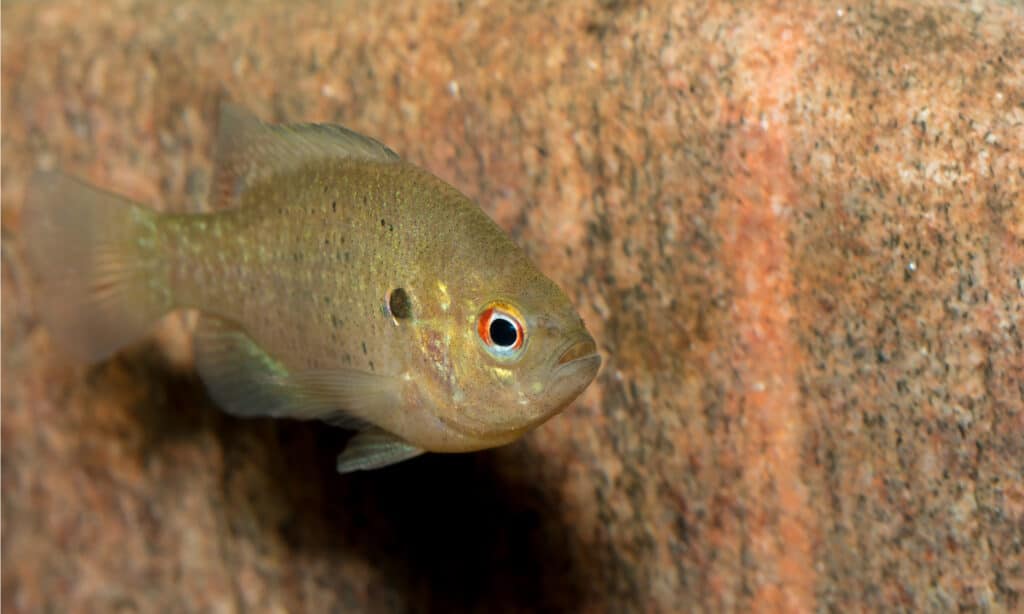 Bluegill è il pesce ufficiale dello stato dell'Illinois.