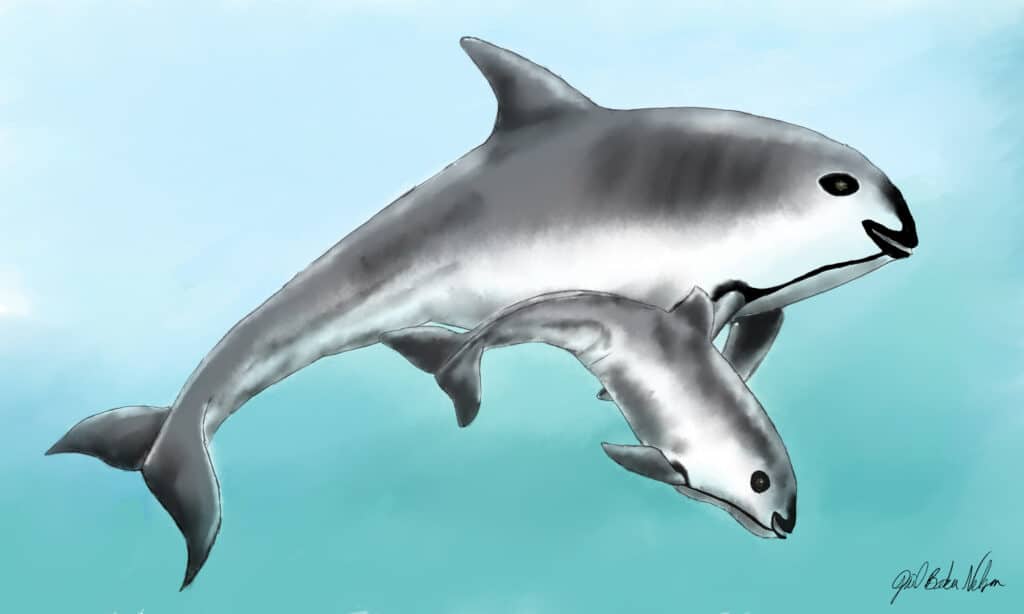 focena vaquita