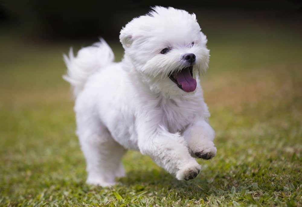 Cani più carini / più carini - Cucciolo maltese che corre sull'erba