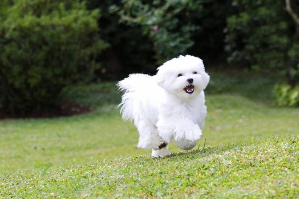 Cane maltese che corre su erba verde e sfondo di piante