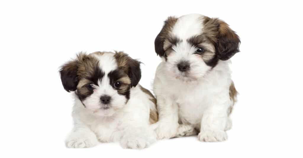 Cuccioli maltesi di Shih Tzu