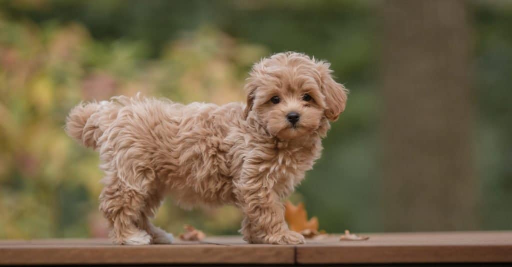 Maltese contro Maltipoo