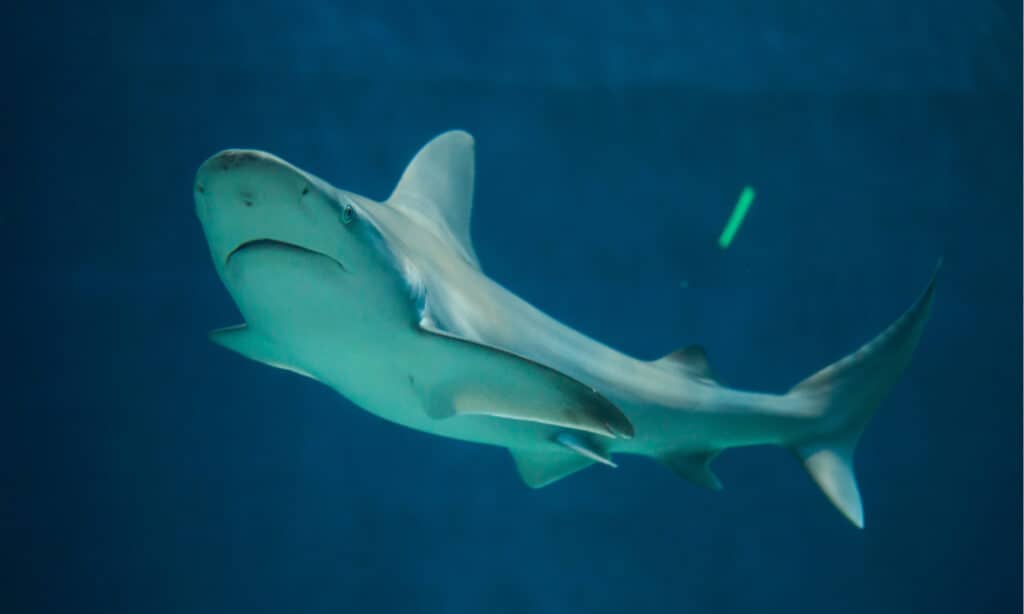 Squalo del banco di sabbia (Carcharhinus plumbeus)