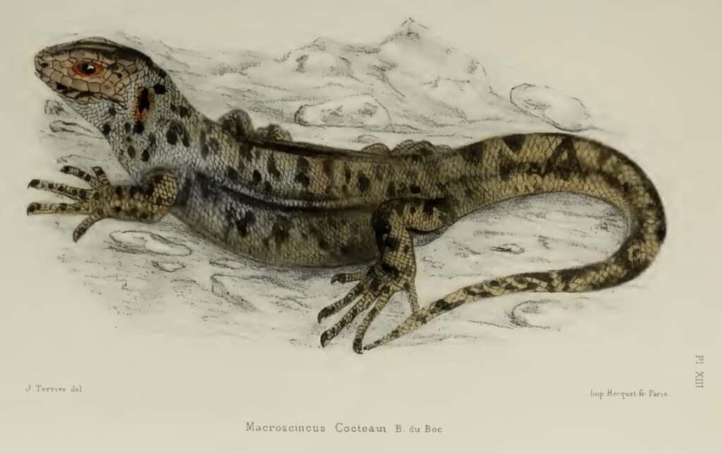 Scinco gigante di Capo Verde (Chioninia coctei)