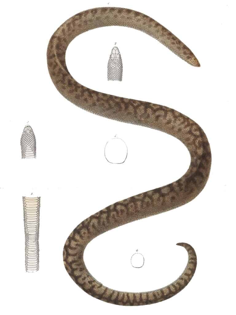 Boa delle tane dell'isola rotonda (Bolyeria multocarinata)